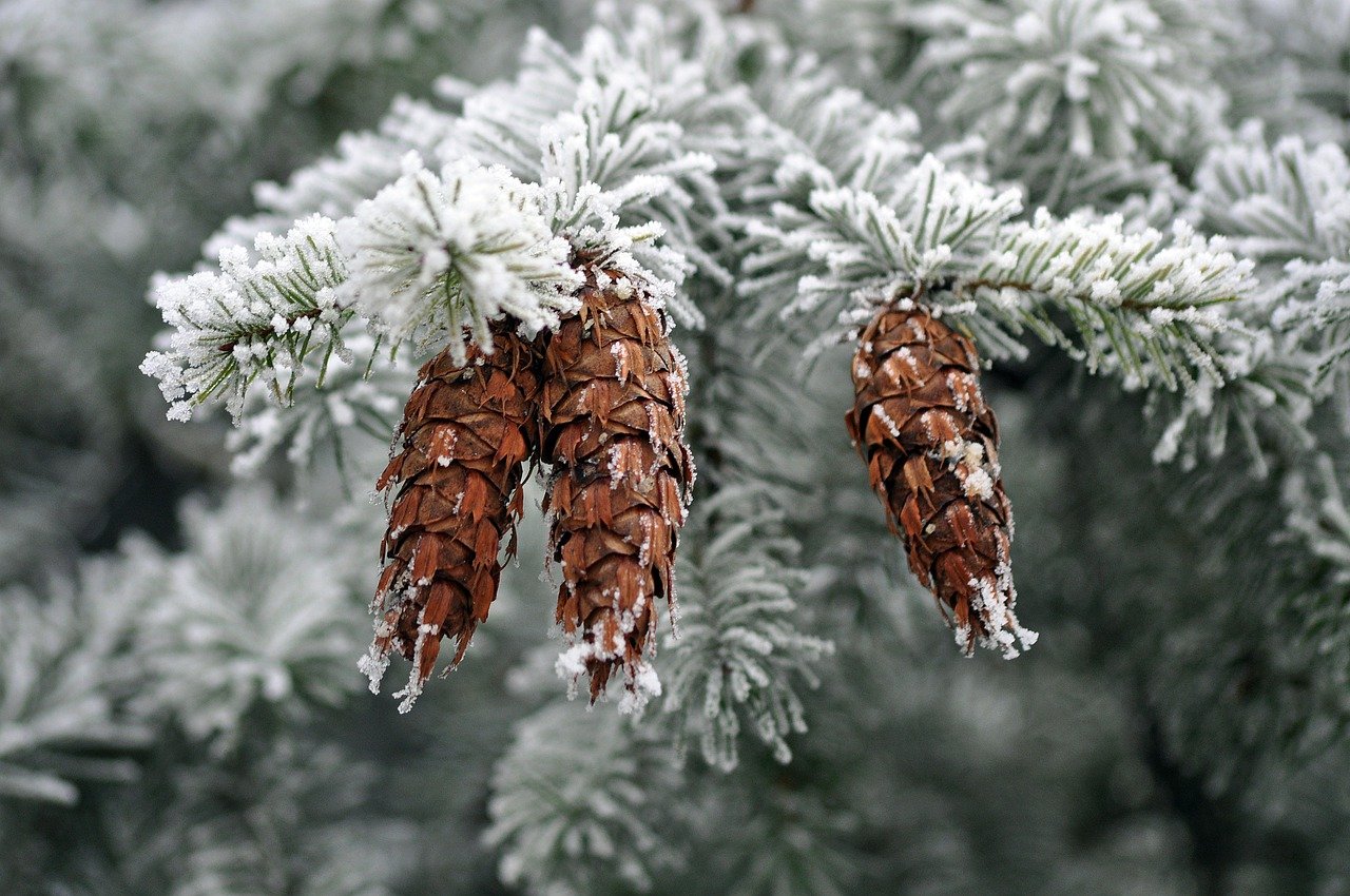 Easy Pine Cone Crafts for Kids